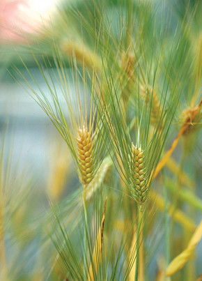 綠色田野中的豐饒 玉米與自然農(nóng)業(yè)的交融