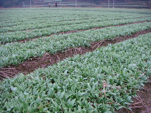 重慶城口太白貝母與貝母蒸梨的傳說(shuō)