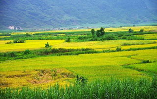 禾下乘涼夢，倉廩實而知榮光 14億中國人的糧食安全密碼