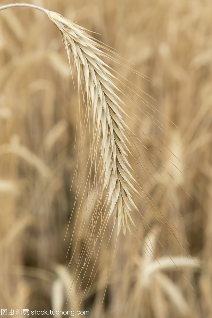 谷類作物信息系統(tǒng)集成服務(wù) 現(xiàn)代農(nóng)業(yè)智能化的關(guān)鍵支撐